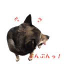 我が家のまーたん（個別スタンプ：4）