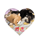 我が家のまーたん（個別スタンプ：13）