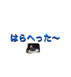 じゃぽねーぜ✨スタンプ❤（個別スタンプ：14）