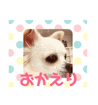 チワワのふうたスタンプ（個別スタンプ：2）