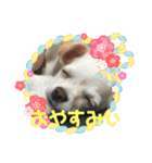 チワワのふうたスタンプ（個別スタンプ：6）