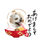 チワワのふうたスタンプ（個別スタンプ：10）