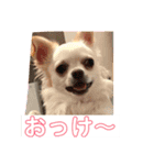 チワワのふうたスタンプ（個別スタンプ：12）