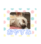 チワワのふうたスタンプ（個別スタンプ：13）