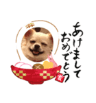 チワワのふうたスタンプ（個別スタンプ：14）