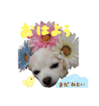 可愛い愛犬スタンプ！冬用 日常会話（個別スタンプ：1）