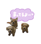 可愛い愛犬スタンプ！冬用 日常会話（個別スタンプ：7）