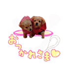 可愛い愛犬スタンプ！冬用 日常会話（個別スタンプ：8）