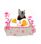 可愛い愛犬スタンプ！冬用 日常会話（個別スタンプ：9）