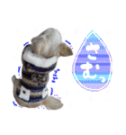 可愛い愛犬スタンプ！冬用 日常会話（個別スタンプ：12）