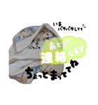 可愛い愛犬スタンプ！冬用 日常会話（個別スタンプ：14）