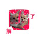 可愛い愛犬スタンプ！冬用 日常会話（個別スタンプ：15）