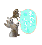 可愛い愛犬スタンプ！冬用 日常会話（個別スタンプ：17）