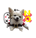 可愛い愛犬スタンプ！冬用 日常会話（個別スタンプ：19）