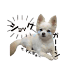 可愛い愛犬スタンプ！冬用 日常会話（個別スタンプ：20）