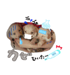 可愛い愛犬スタンプ！冬用 日常会話（個別スタンプ：22）