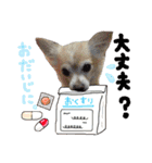 可愛い愛犬スタンプ！冬用 日常会話（個別スタンプ：23）