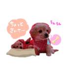 可愛い愛犬スタンプ！冬用 日常会話（個別スタンプ：24）