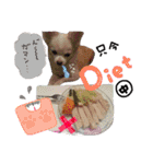 可愛い愛犬スタンプ！冬用 日常会話（個別スタンプ：33）
