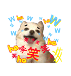 可愛い愛犬スタンプ！冬用 日常会話（個別スタンプ：35）