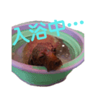りぼんととらん（個別スタンプ：2）