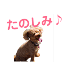 りぼんととらん（個別スタンプ：3）
