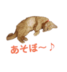 りぼんととらん（個別スタンプ：4）