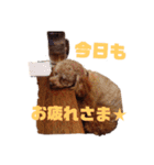 りぼんととらん（個別スタンプ：7）