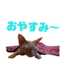 りぼんととらん（個別スタンプ：11）