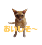 りぼんととらん（個別スタンプ：12）