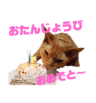 りぼんととらん（個別スタンプ：15）
