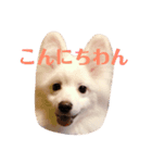 うちのポメラニアン（個別スタンプ：5）