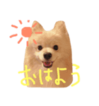 うちのポメラニアン2（個別スタンプ：6）