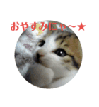 にゃんこ好きのための日常スタンプ（個別スタンプ：3）