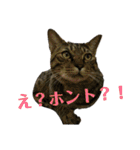にゃんこ好きのための日常スタンプ（個別スタンプ：7）