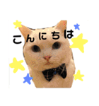 白猫アーサー（個別スタンプ：2）