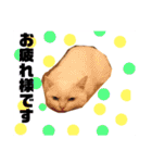 白猫アーサー（個別スタンプ：6）