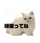 白猫アーサー（個別スタンプ：7）