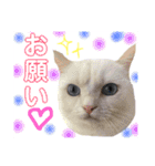 白猫アーサー（個別スタンプ：11）