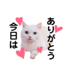 白猫アーサー（個別スタンプ：12）