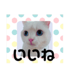 白猫アーサー（個別スタンプ：13）