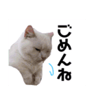 白猫アーサー（個別スタンプ：14）