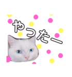 白猫アーサー（個別スタンプ：17）