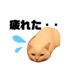 白猫アーサー（個別スタンプ：18）