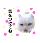 白猫アーサー（個別スタンプ：19）