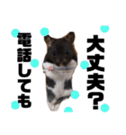 白猫アーサー（個別スタンプ：20）