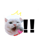 白猫アーサー（個別スタンプ：21）