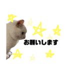 白猫アーサー（個別スタンプ：29）