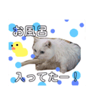 白猫アーサー（個別スタンプ：31）