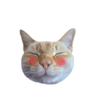白桃猫猫・シロ（個別スタンプ：1）